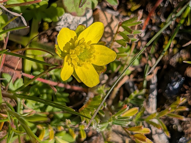 Ranunculus leptaleus photo 3