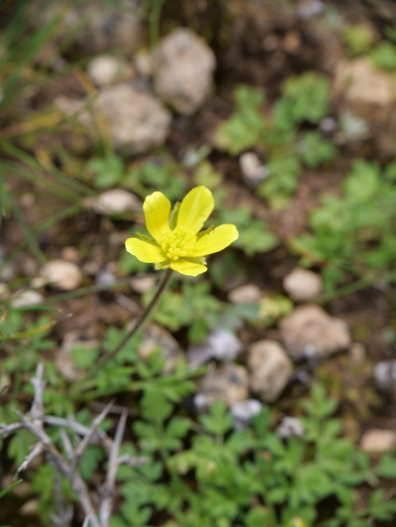 Ranunculus leptaleus photo 4