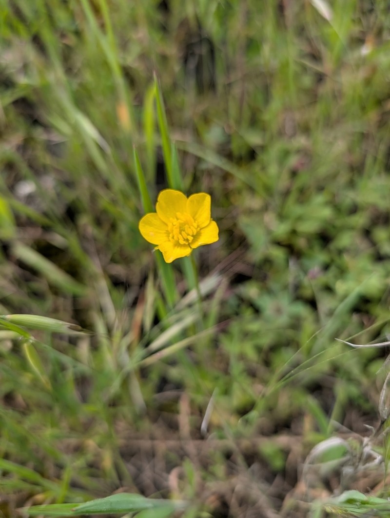 Ranunculus leptaleus photo 5