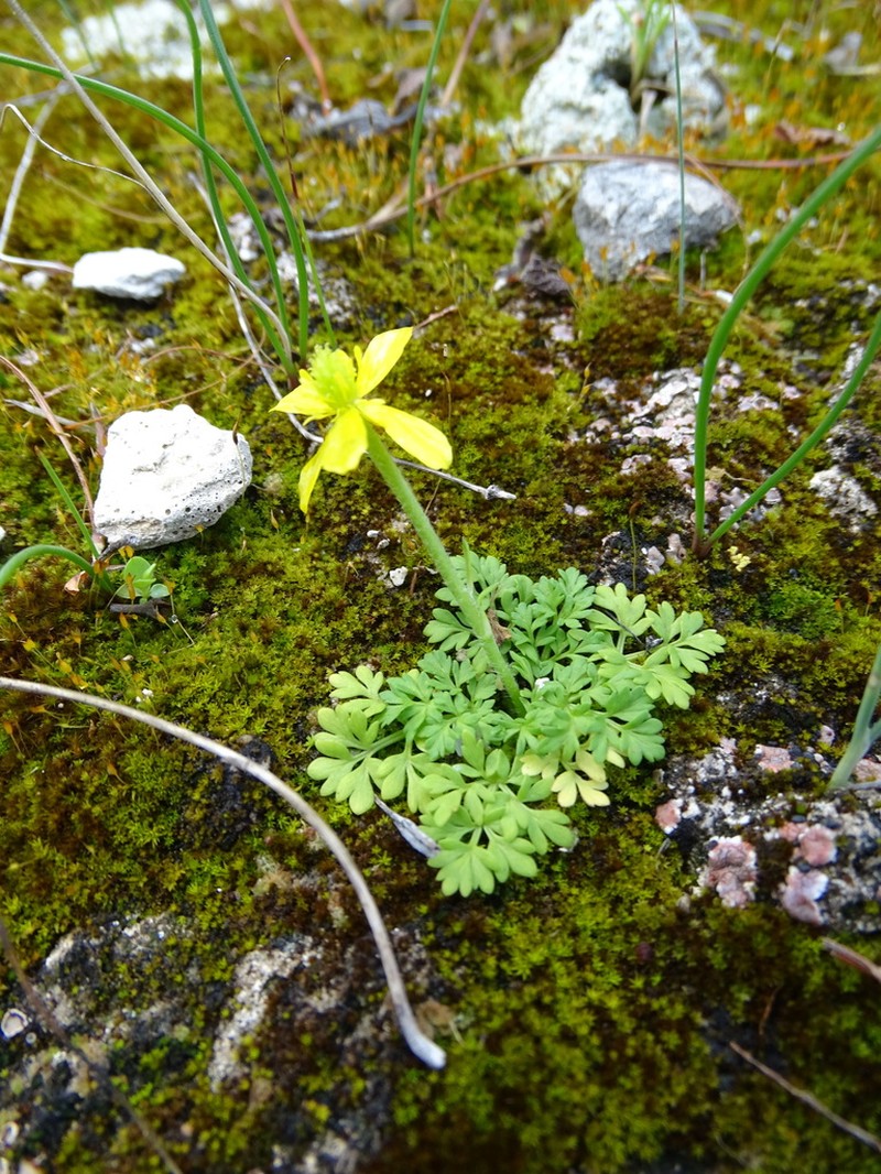 Ranunculus leptaleus photo 6