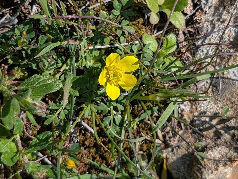 Ranunculus leptaleus photo 7