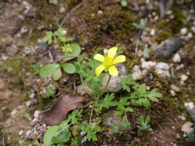 Ranunculus leptaleus photo 8