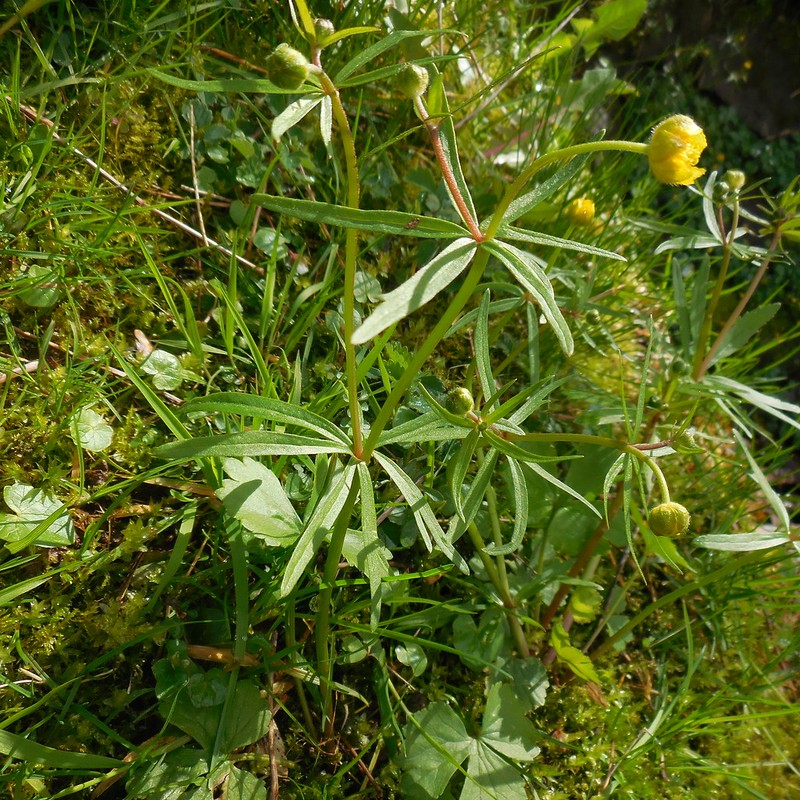 Ranunculus leptomeris photo 2