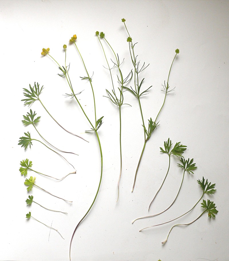 Ranunculus leptomeris