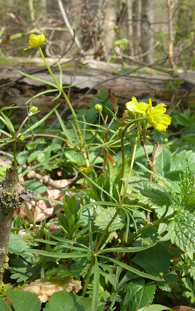 Ranunculus leptomeris photo 3