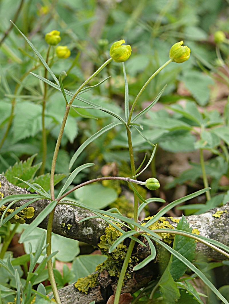 Ranunculus leptomeris photo 4