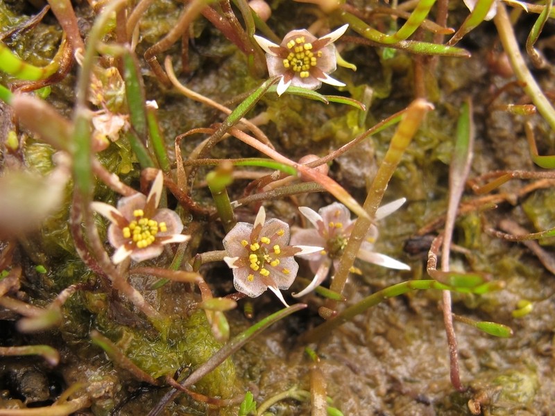 Ranunculus limosella