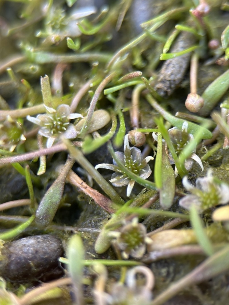 Ranunculus limosella photo 2