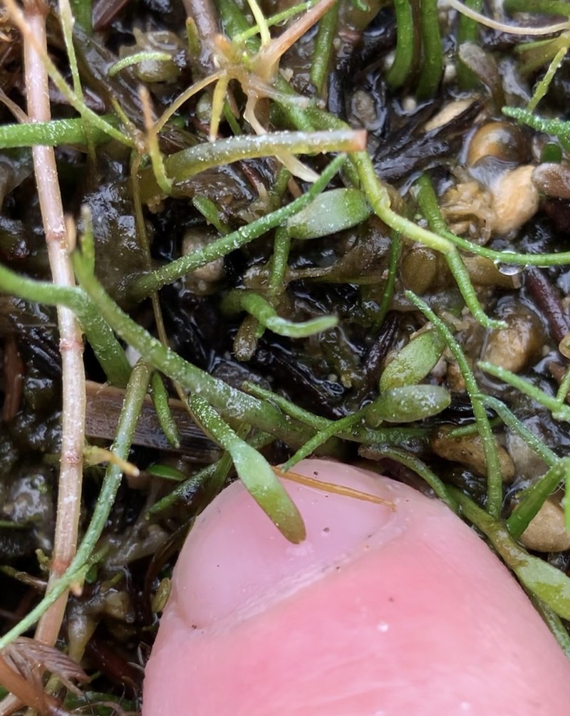 Ranunculus limosella photo 3