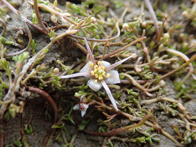 Ranunculus limosella photo 4