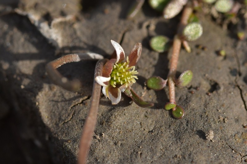 Ranunculus limosella photo 6