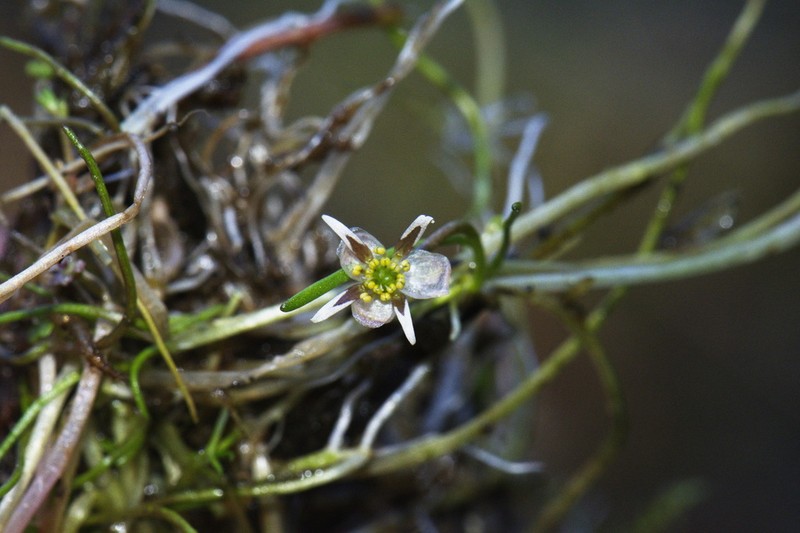 Ranunculus limosella photo 7