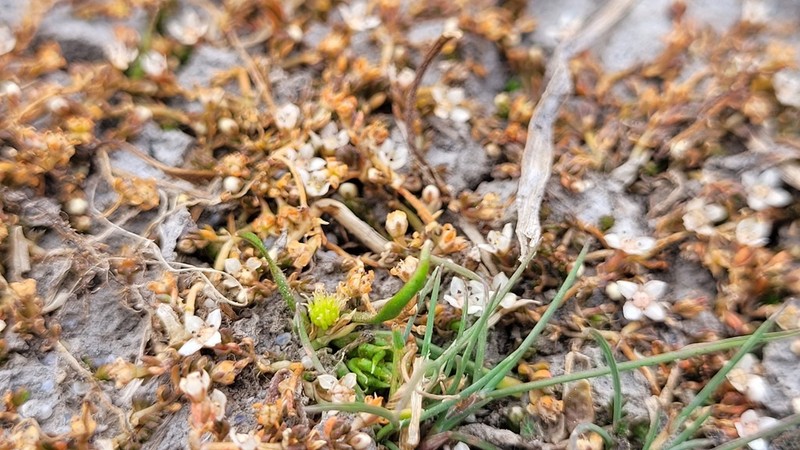 Ranunculus limosella photo 8