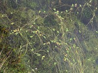 Ranunculus limoselloides