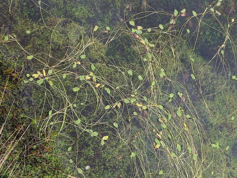 Ranunculus limoselloides