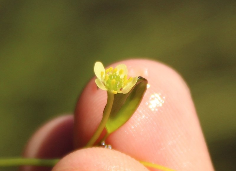 Ranunculus limoselloides photo 2