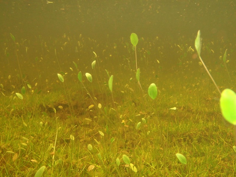 Ranunculus limoselloides photo 4