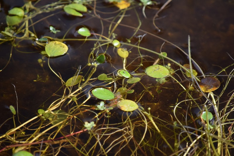 Ranunculus limoselloides photo 5