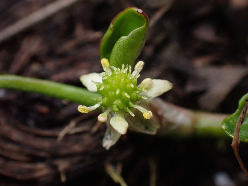Ranunculus limoselloides photo 6