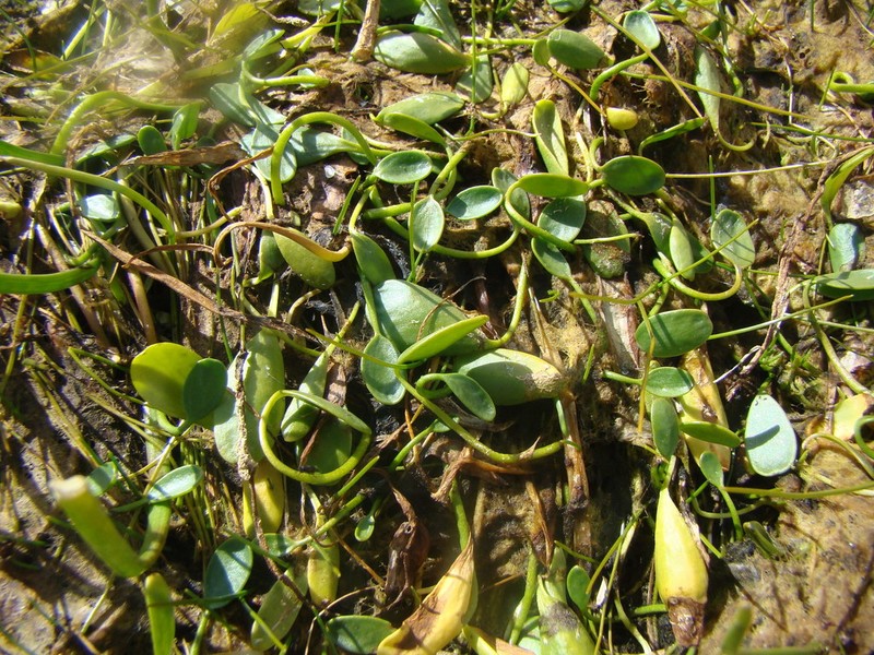 Ranunculus limoselloides photo 8