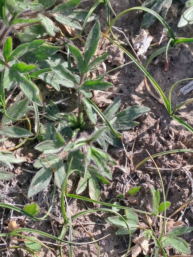 Ranunculus linearilobus