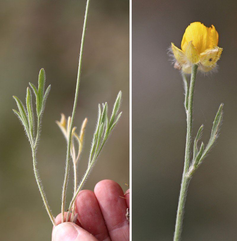 Ranunculus linearilobus photo 4