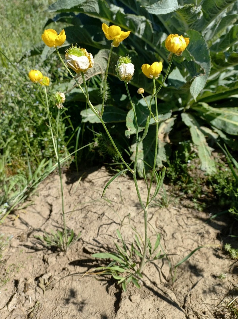 Ranunculus linearilobus photo 5
