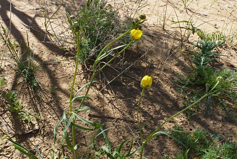 Ranunculus linearilobus photo 6