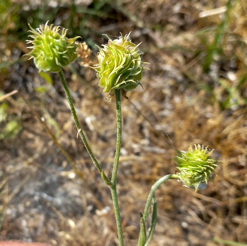Ranunculus linearilobus photo 7