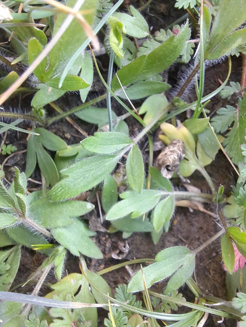 Ranunculus linearilobus photo 8