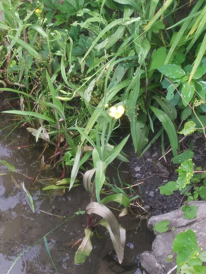 Ranunculus lingua