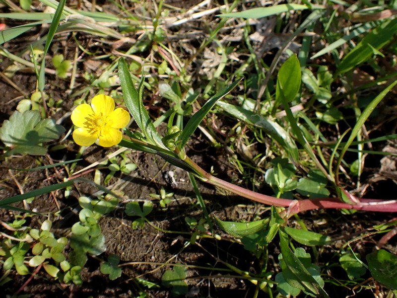 Ranunculus lingua photo 2