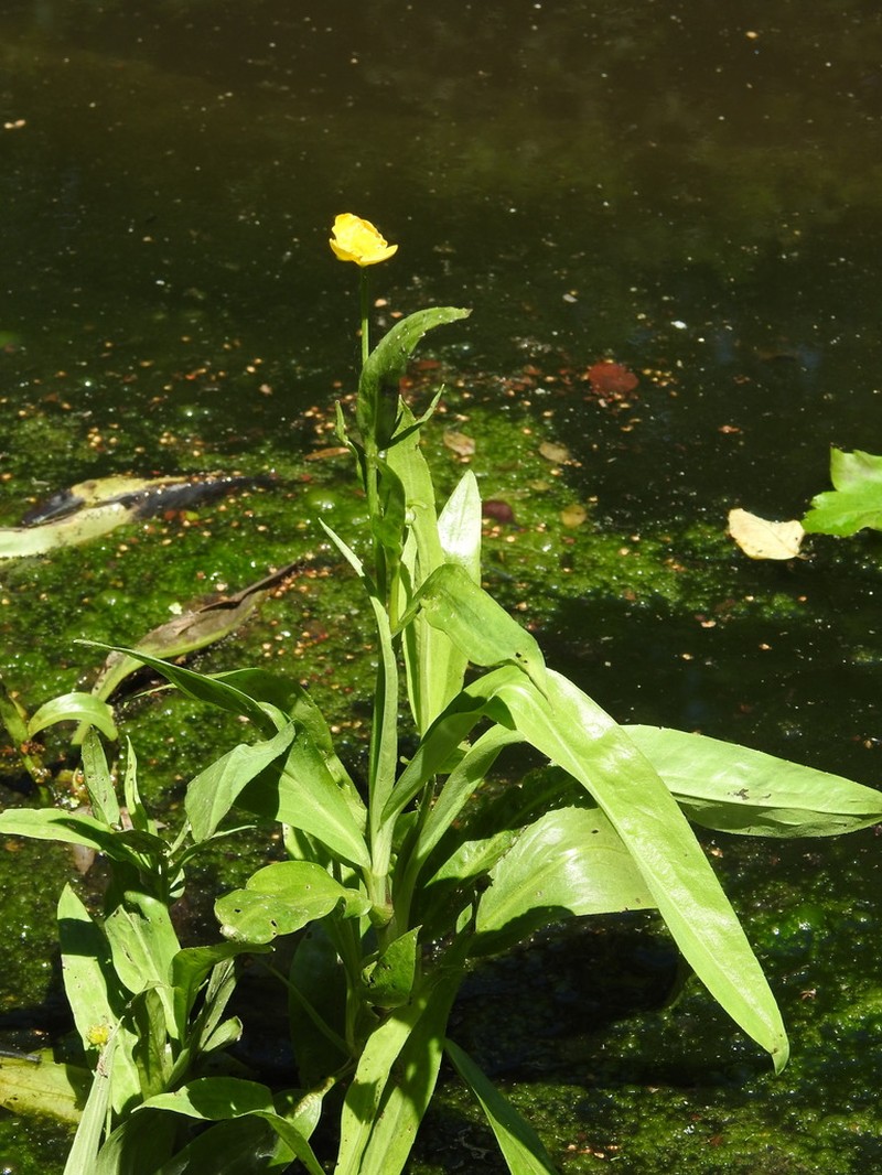 Ranunculus lingua photo 3