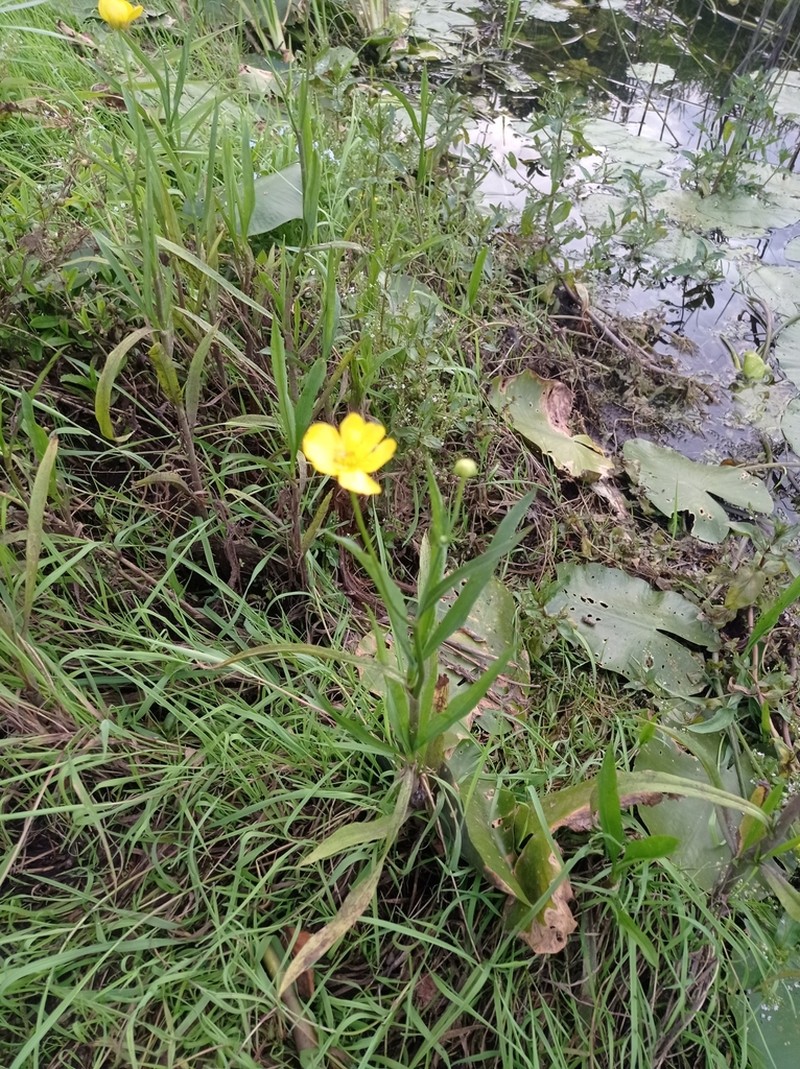 Ranunculus lingua photo 4