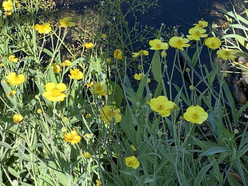 Ranunculus lingua photo 5