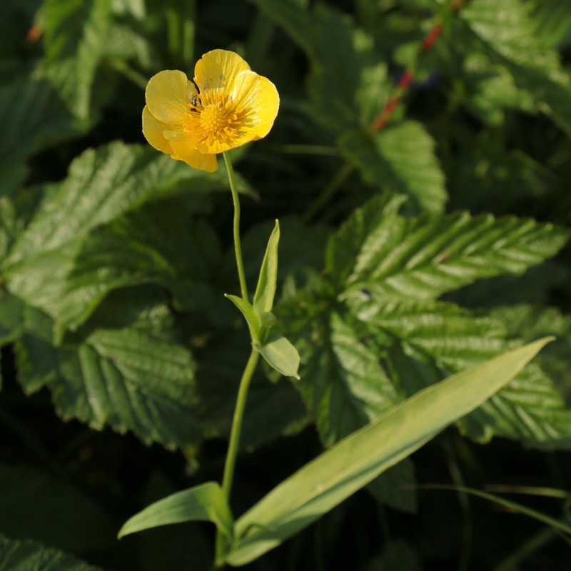 Ranunculus lingua photo 6
