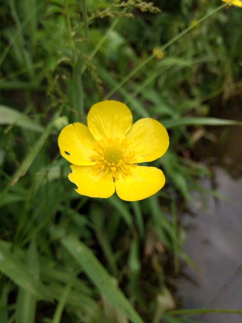 Ranunculus lingua photo 7
