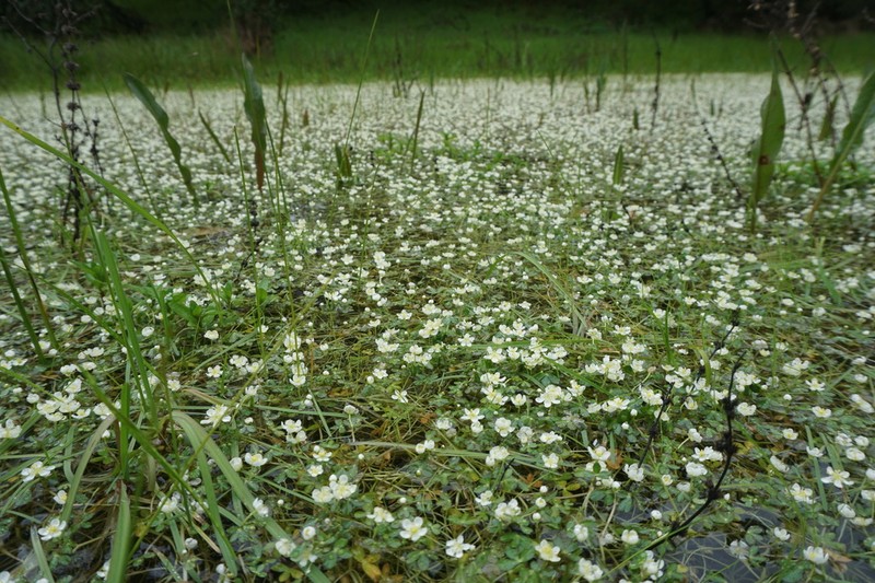 Lobb's Buttercup