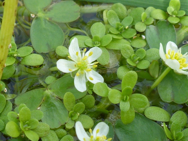 Lobb's Buttercup photo 3
