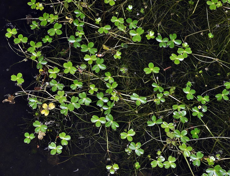 Lobb's Buttercup photo 4