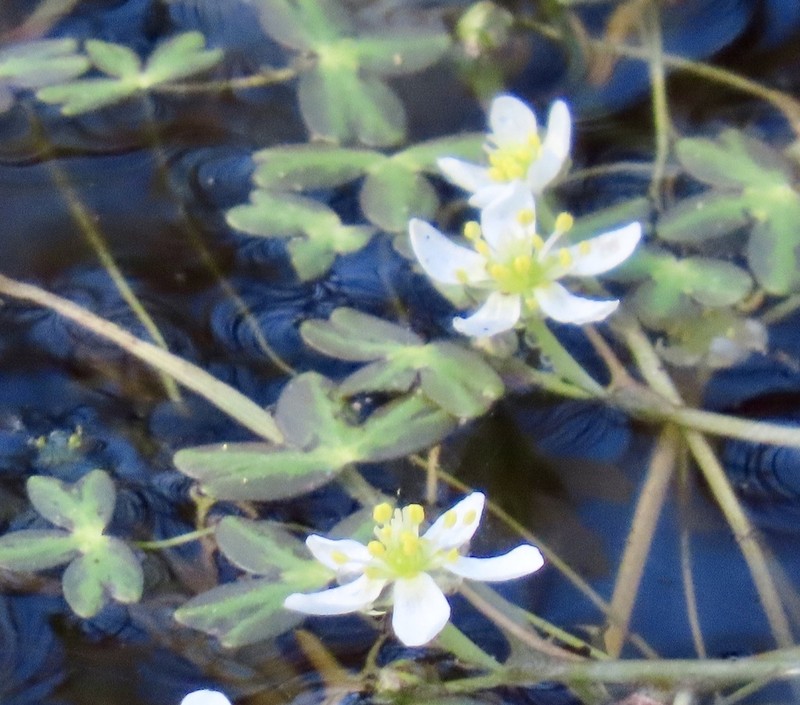 Lobb's Buttercup photo 5