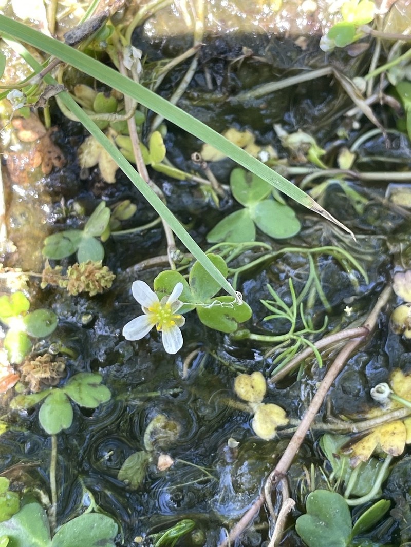 Lobb's Buttercup photo 6