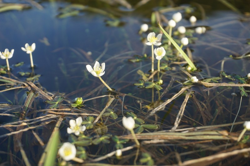 Lobb's Buttercup photo 7