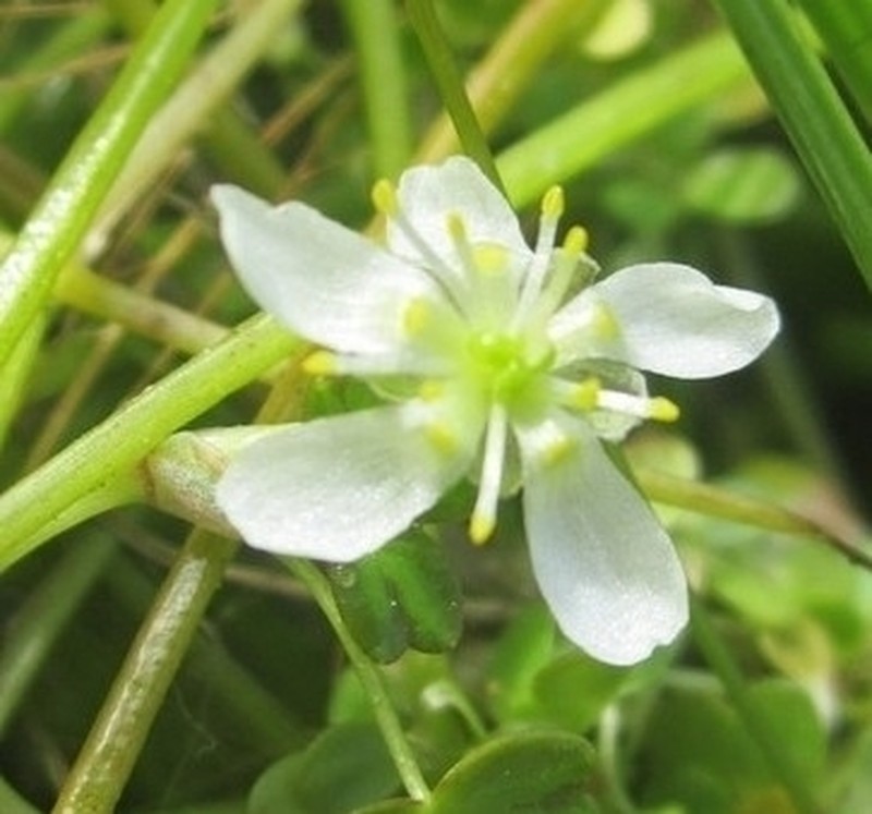 Lobb's Buttercup photo 8