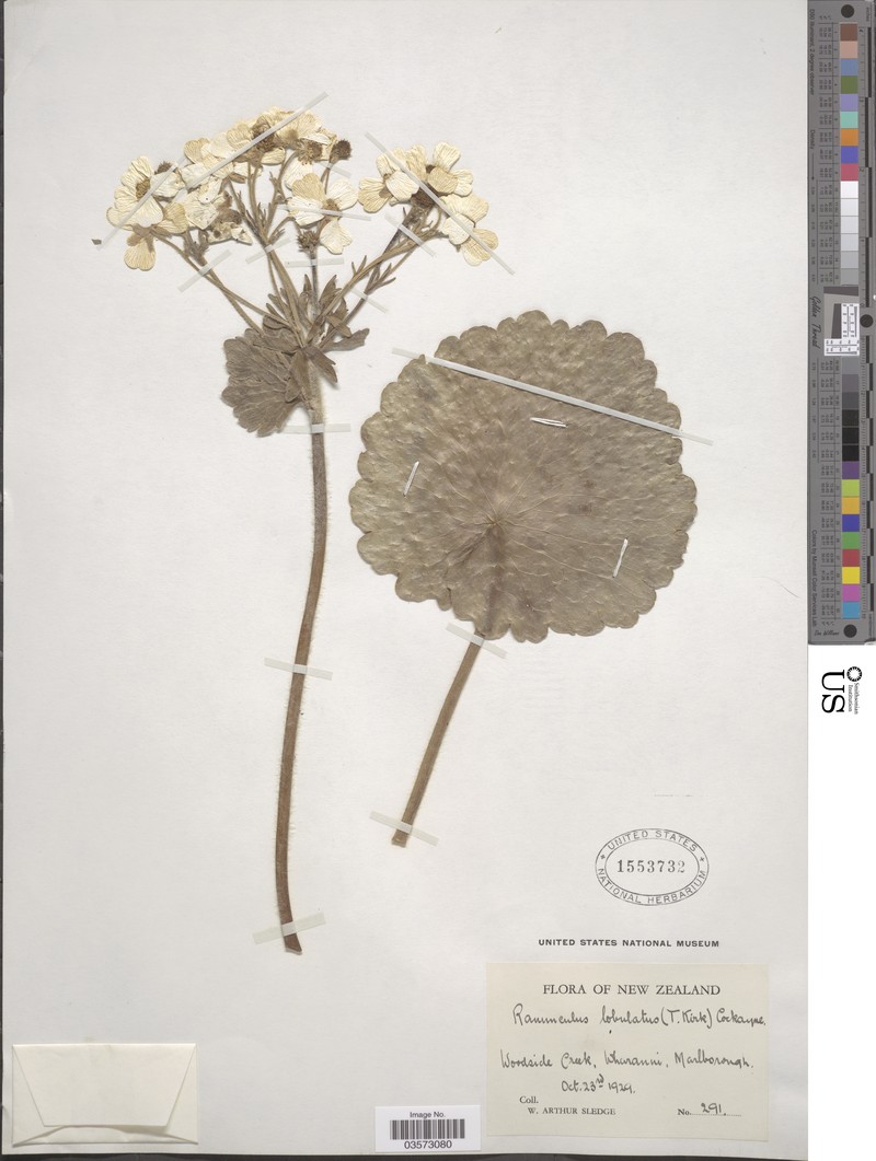 Ranunculus lobulatus