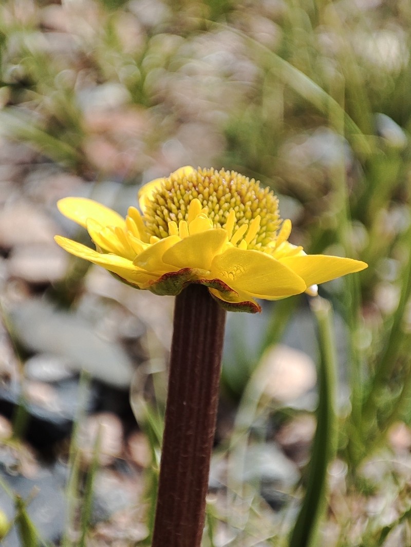 Ranunculus longicaulis