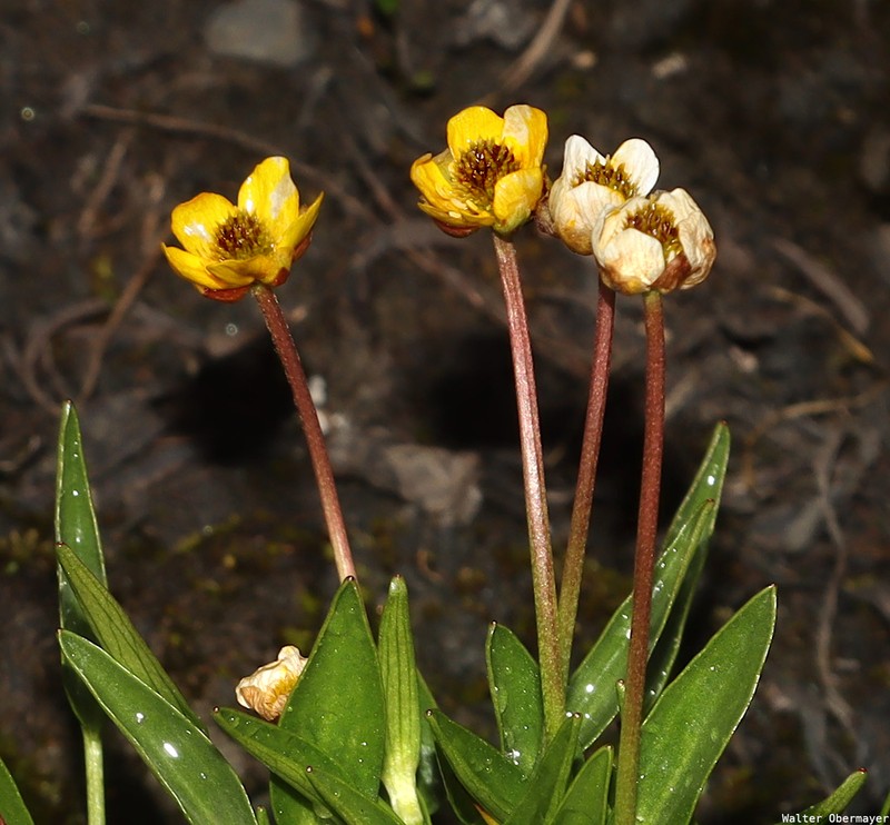 Ranunculus longicaulis photo 2