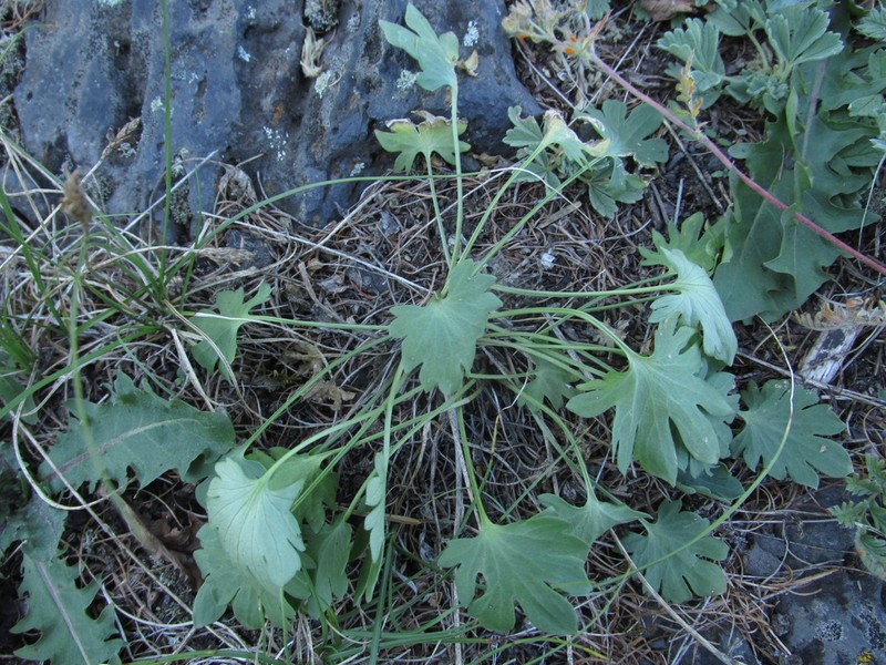 Ranunculus longicaulis photo 3