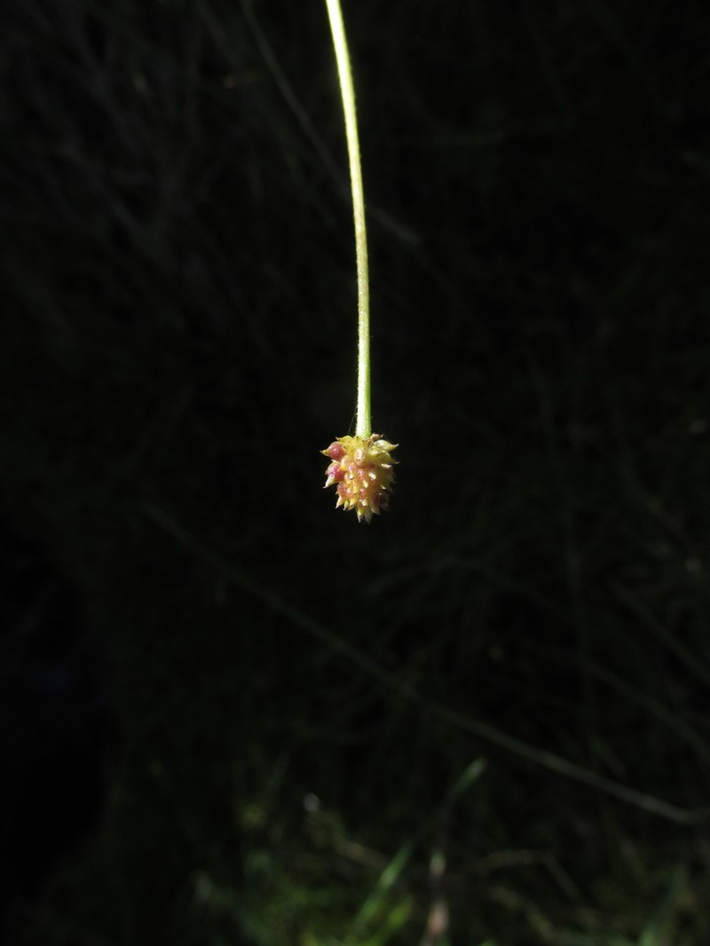 Ranunculus longicaulis photo 4