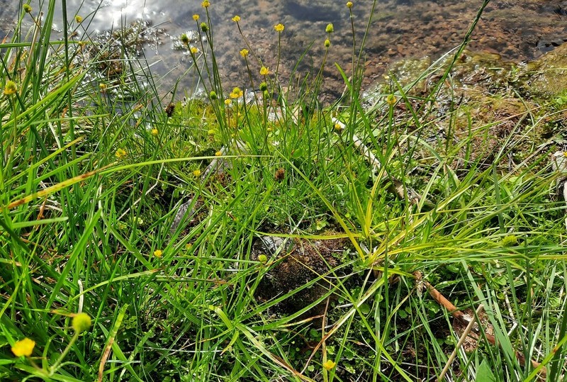 Ranunculus longicaulis photo 5
